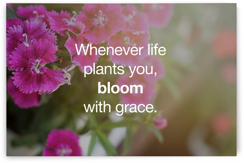 Motivational and Inspirational Quotes - Whenever life plants you bloom with grace. by Nora Sahinun