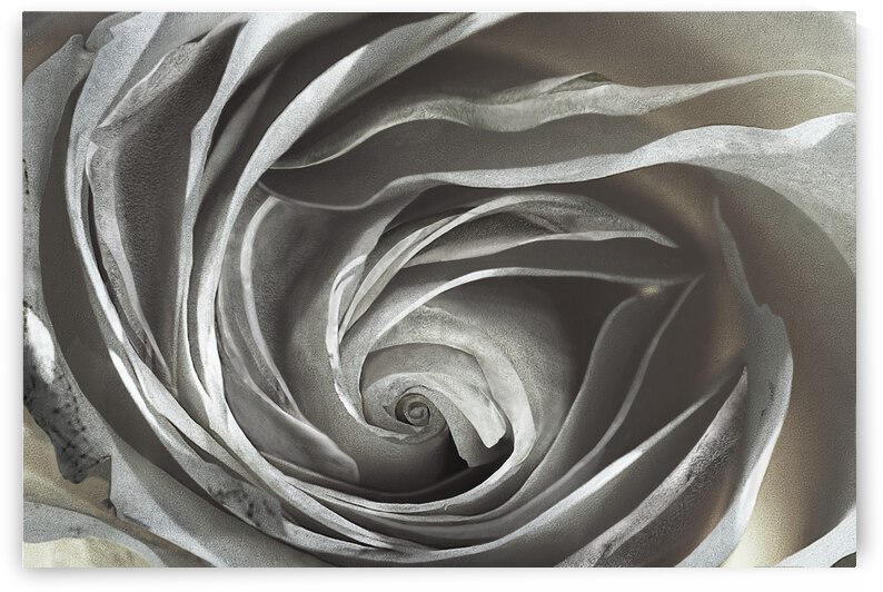 Damaged by Barbara Linkevitch