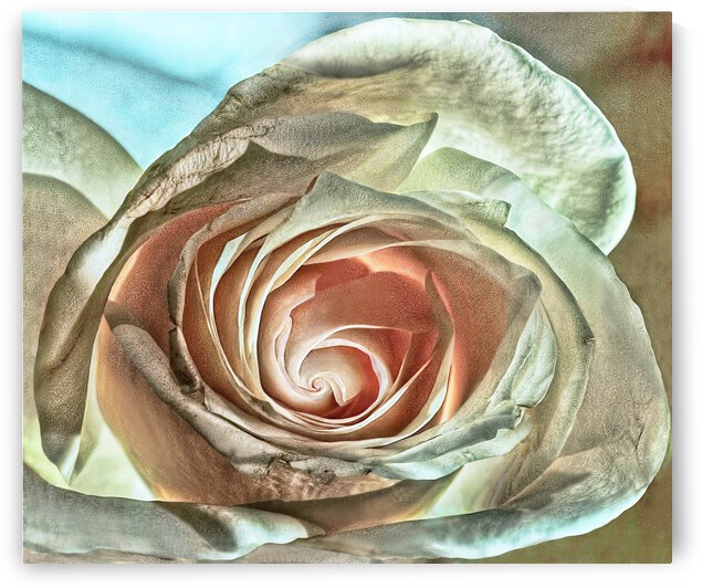 Torn by Barbara Linkevitch