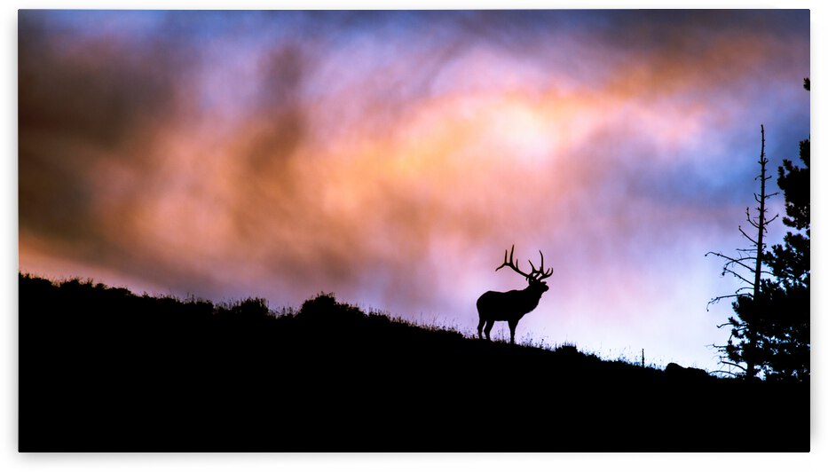 IMG 3303 by jshansen