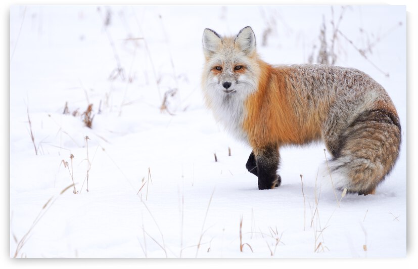 DSC03412 2 by jshansen