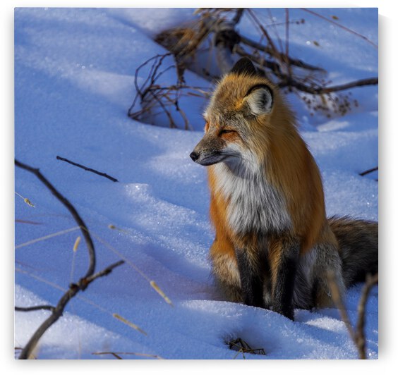 DSC03195 2 by jshansen