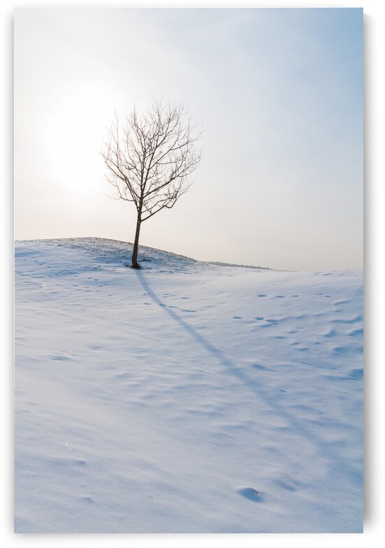 DL100203 44 by Don Landwehrle