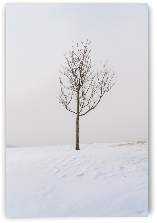 DL100203 38 by Don Landwehrle