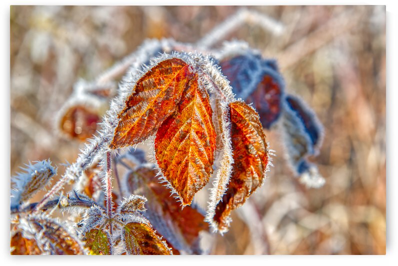 DL101103 136a by Don Landwehrle