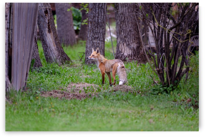 Majestic Fox by Jackson Brown