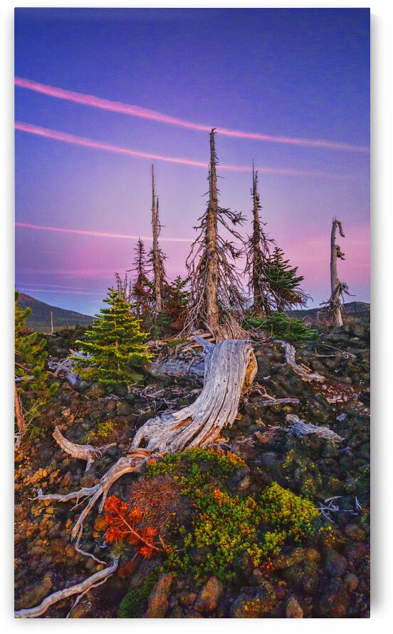 Oregon by Barbara Linkevitch