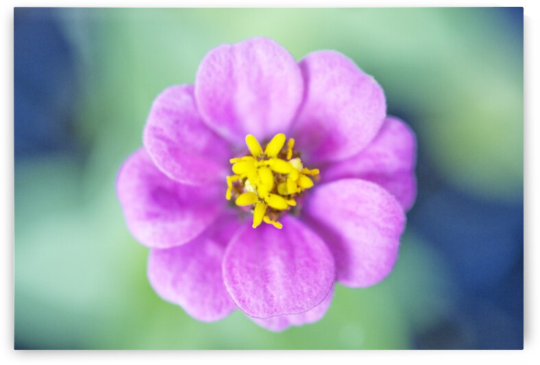 Magenta Mini Dahlia on Green and Blue by Iris H Richardson