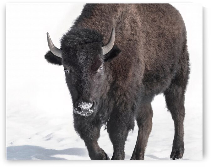 Bison in Snow by Beth Sheridan