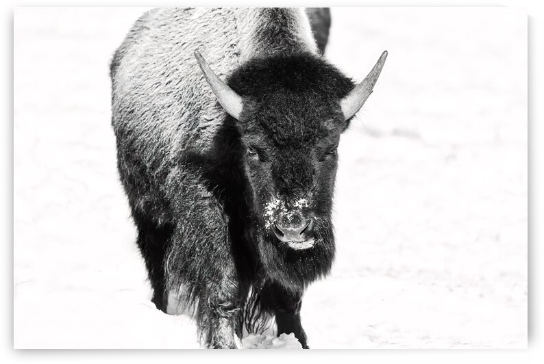 Bison Bull in Black and White by Beth Sheridan