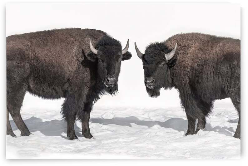 Bison Pair by Beth Sheridan