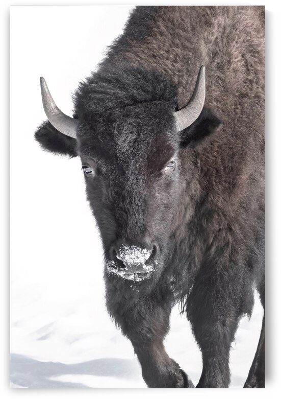 Bison Portrait by Beth Sheridan