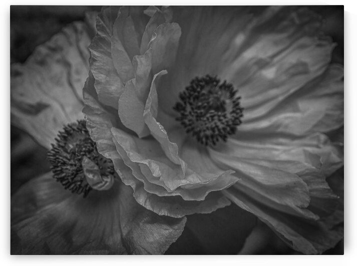 Night Poppies by Lisa Drew