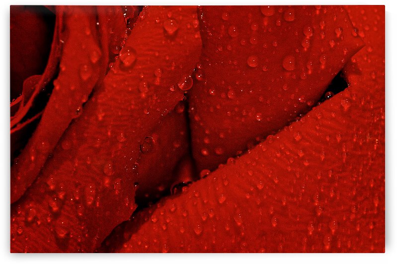 Wet Red by Barbara Linkevitch