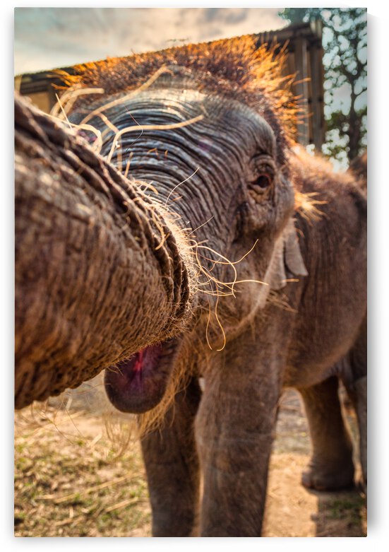 Curious Baby by Beth Sheridan