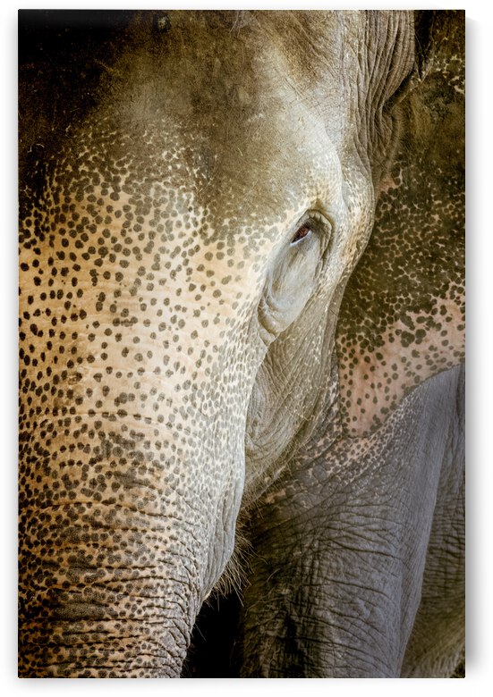 Indian Elephant by Beth Sheridan