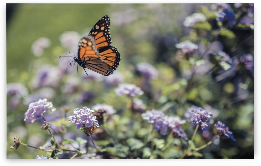 Exploration by Fabien Dormoy