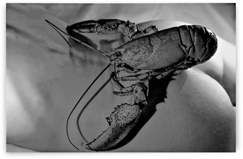 Lobster Ass by Barbara Linkevitch