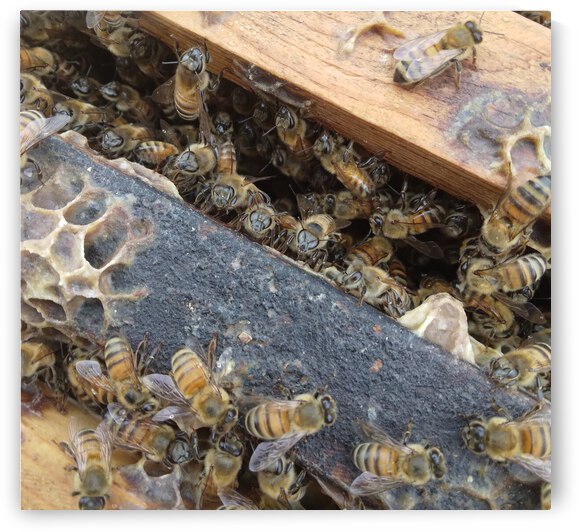 Bee Hive By Phil  by Wrangler Walker