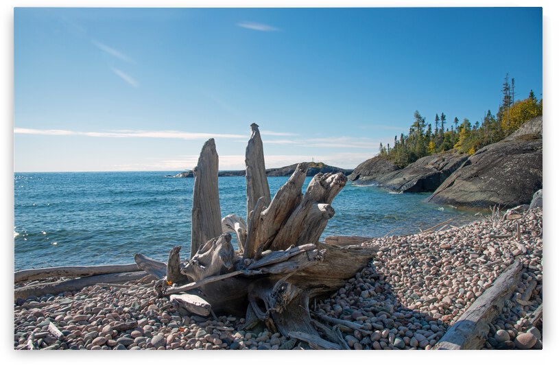 Prairie Cove Driftwood Print by Stephen Emms