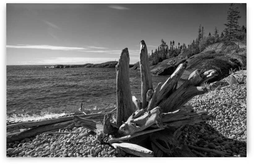 Prairie Cove Driftwood B&W Print by Stephen Emms