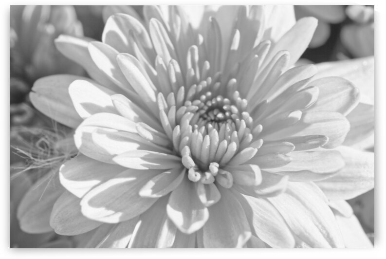 Black and white Chrysanthemum Mums by Iris H Richardson