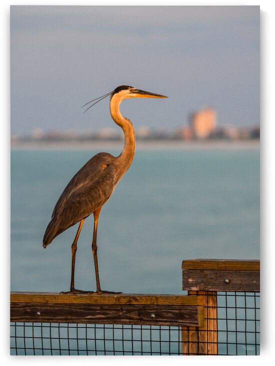 Great Blue Heron Navarre Sunrise by Jennifer White