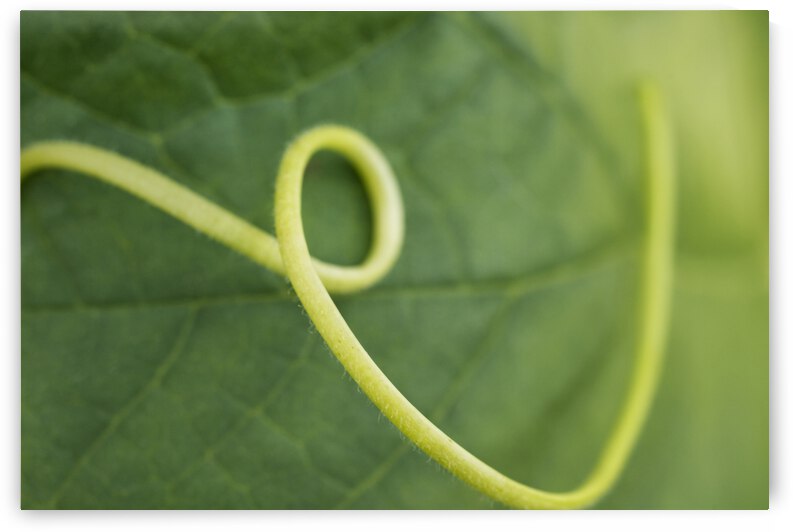 Green Pumpkin Leaf with Tendril by Iris H Richardson