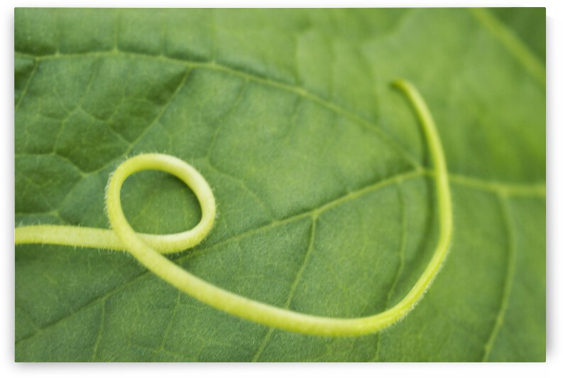 Pumpkin Leaf with Tendril 2 by Iris H Richardson