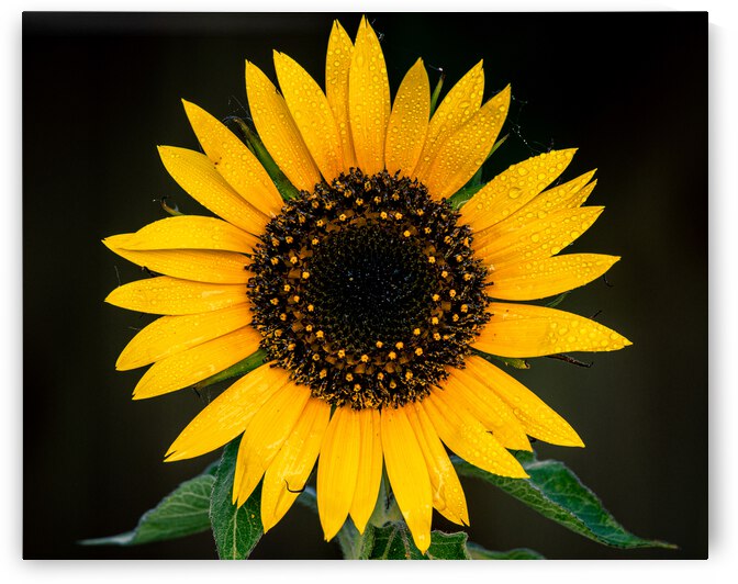 My First Sunflower by Steve Alejandro