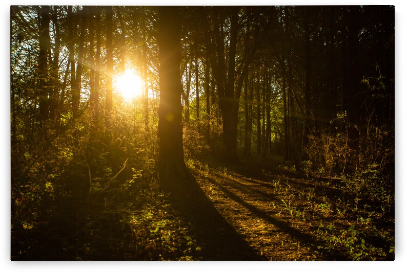Nature Photography - Golden Path - Towne Park MO by Steve Alejandro
