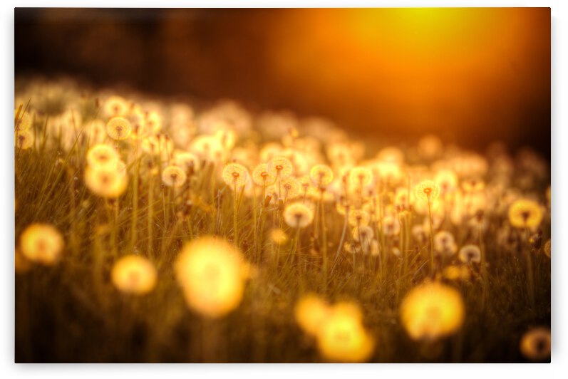 Artwork - Gods Paintbrush - St. Charles County by Steve Alejandro