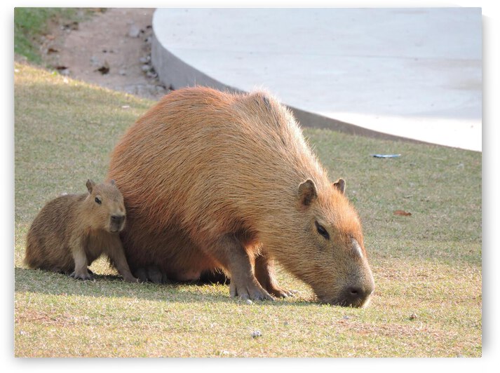 pexels rafael rodrigues 11170943 by Wrangler Walker