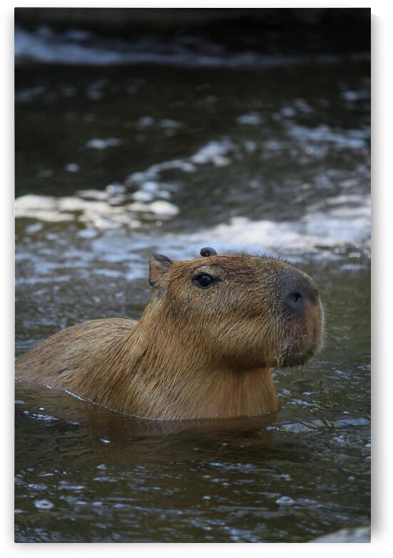 pexels rutpratheep nilpechr 6447547 by Wrangler Walker