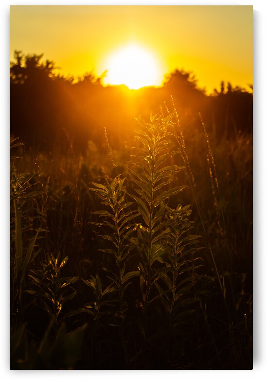 Nature Photography - A Crown - Indian Camp Creek Wentzville by Steve Alejandro