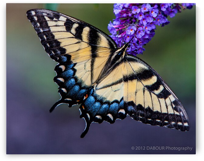 Yellow Swallowtail by Dave Dabour Photography
