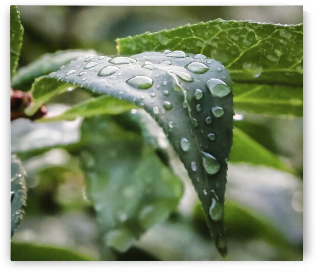 Water Drops On Leaf by Dave Dabour Photography