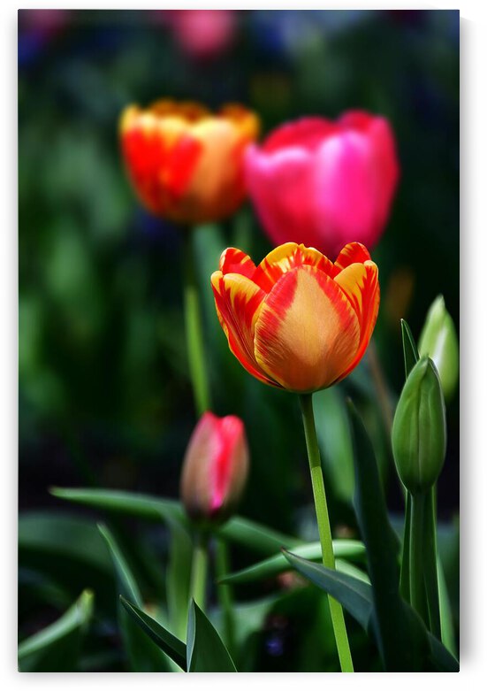 pexels ali rashidi 3780758 by Wrangler Walker