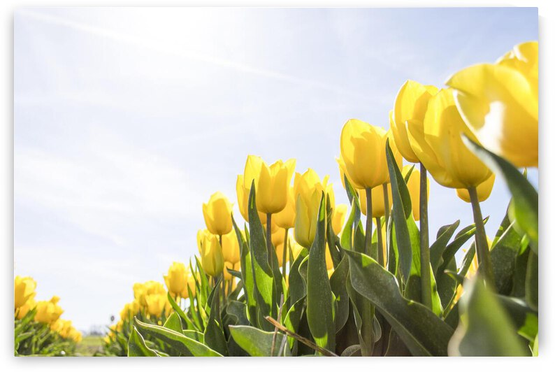 pexels pixabay 159406 by Wrangler Walker