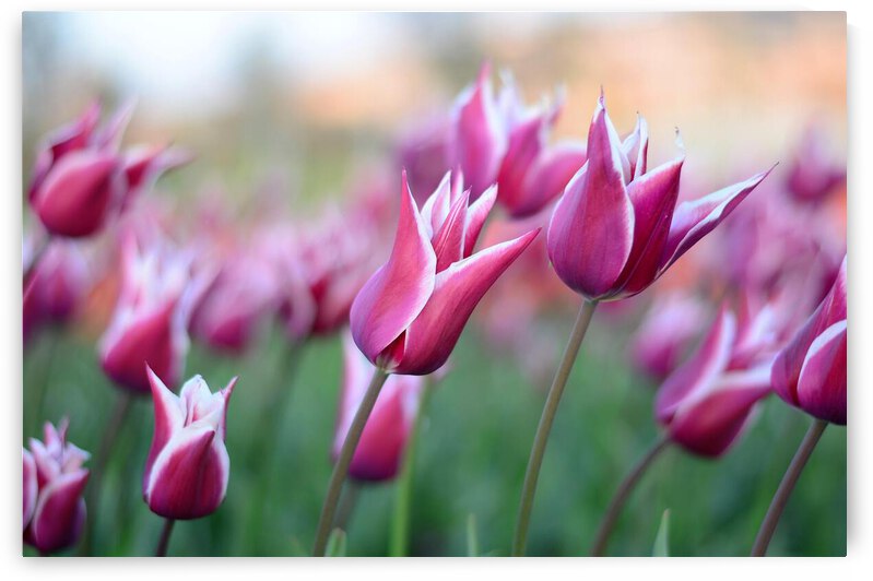 pexels pixabay 459539 by Wrangler Walker