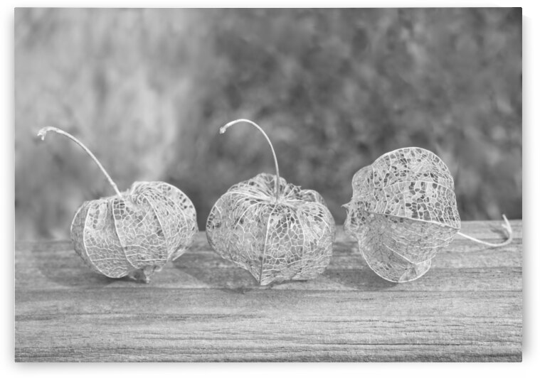 Ground Cherry Physalis Skeleton Triplets in Black and White by Iris H Richardson