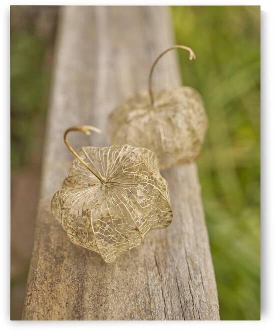 Two dried-up Ground Cherry Physalis by Iris H Richardson