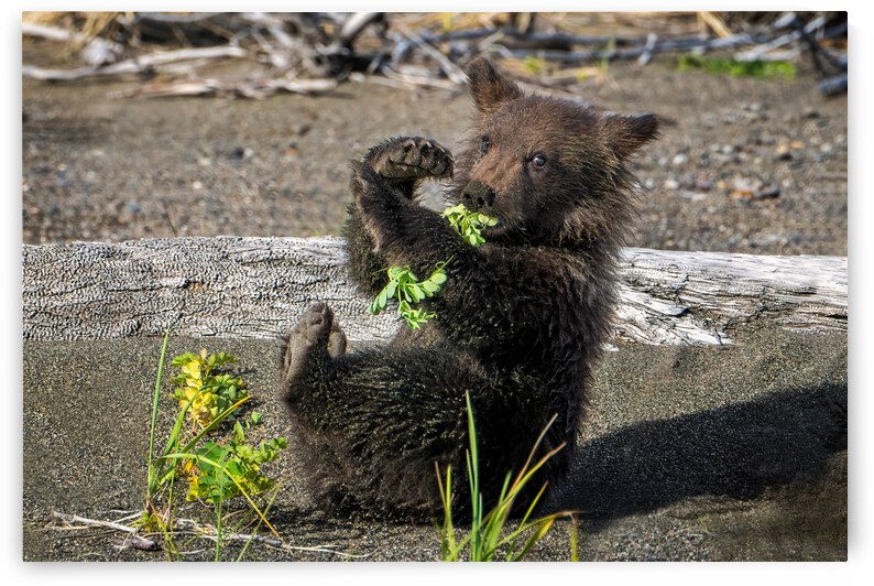 Lake Clark Bear Cub Playing with Leaves  by Kara Capaldo Photography