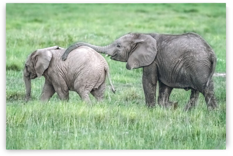 Baby Elephants Hugging  by Kara Capaldo Photography