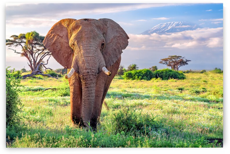 Elephant Kilomangero by Kara Capaldo Photography