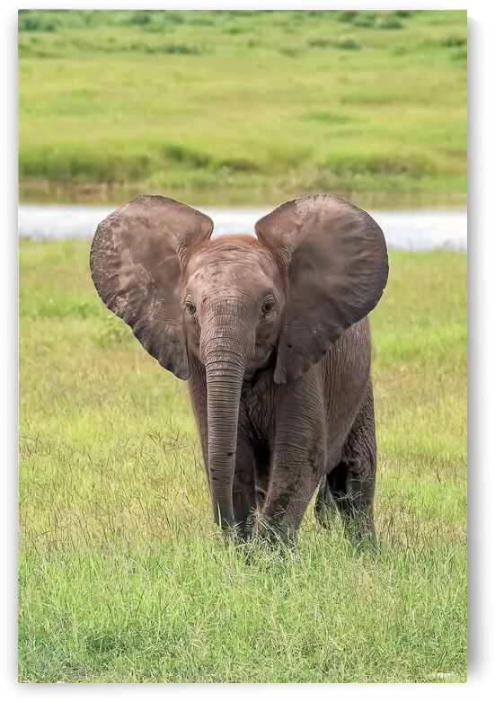 Baby Elephant Big Ears by Kara Capaldo Photography