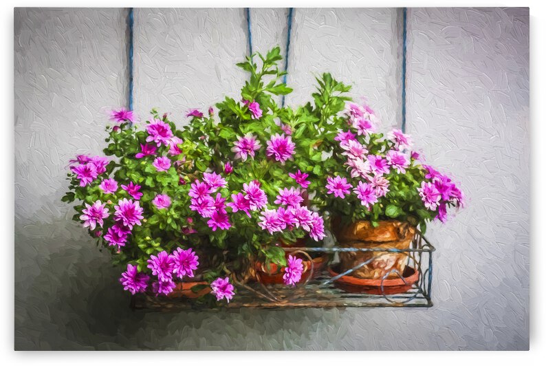 Mini Mums Chrysanthemum X100 by Rich Franco