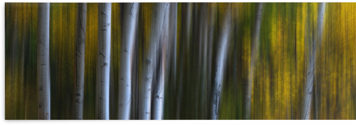 Roosevelt National Forest Wilderness Wonderla by Bo Insogna