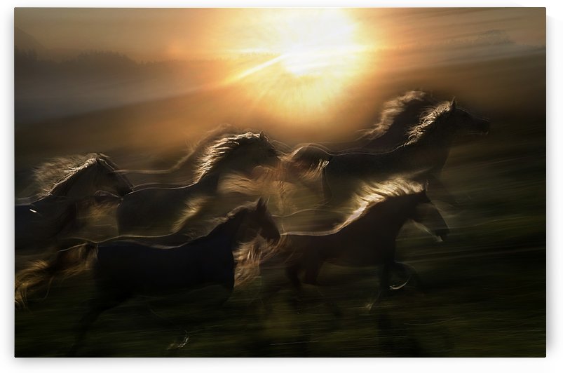 morning  gallop by 1x