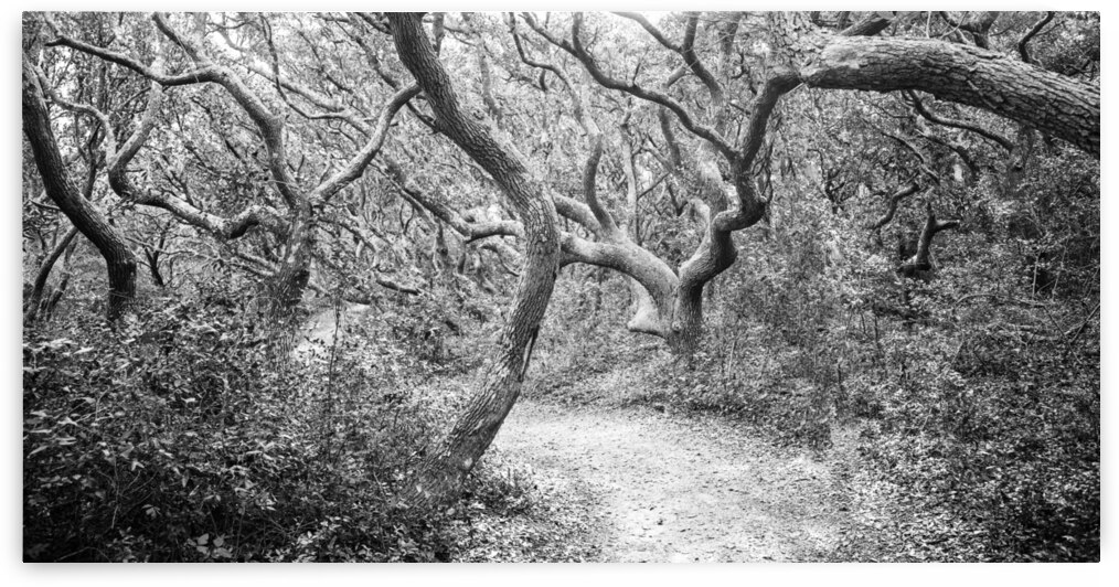 2022 Sept 27 ElliotCouesTrl03 by Robert Decker